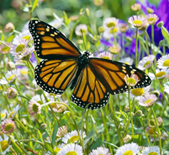 mariposa monarca